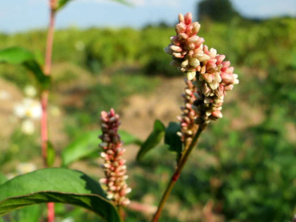 20140701Persicaria_lapathifolia3