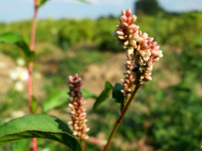 20140701Persicaria_lapathifolia3