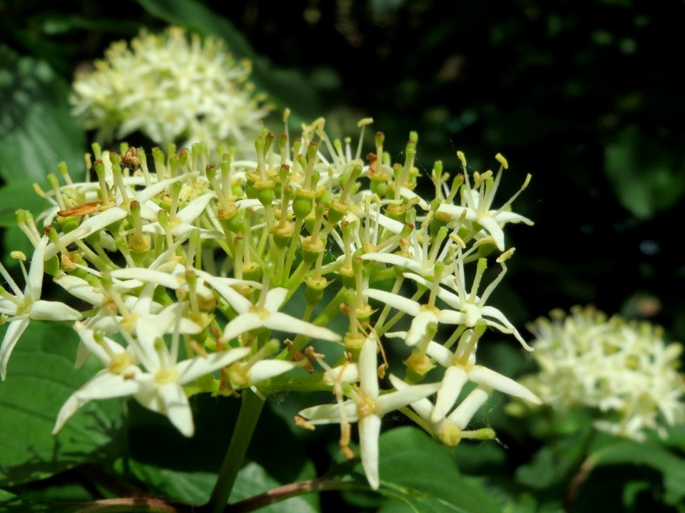 20140511Cornus_sanguinea2