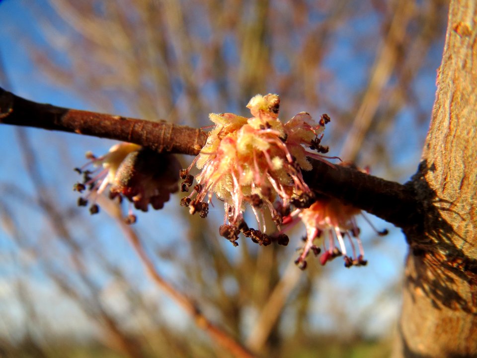 20140217Ulmus_minor21