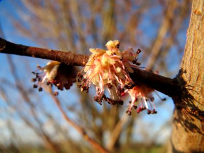 20140217Ulmus_minor21