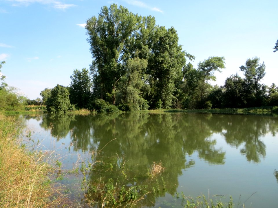 20140724Hochwasser_Altlussheim18