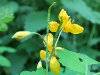 20140511Chelidonium_majus2