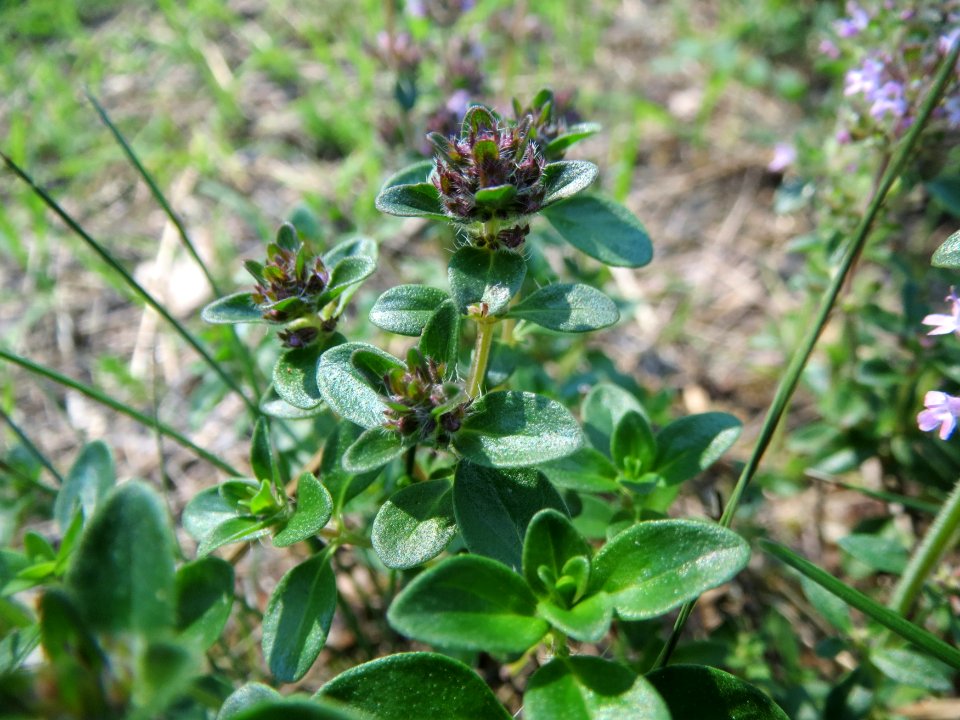 20140723Thymus_pulegioides2