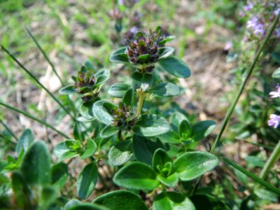 20140723Thymus_pulegioides2
