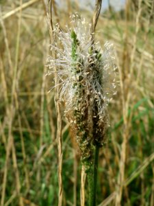 20140724Plantago_media2