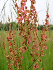 20140510Rumex_acetosa1
