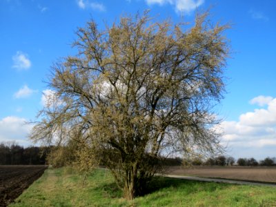 20140302Prunus_cerasifera_Hockenheimer_Rheinbogen1