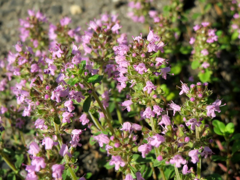 20140723Thymus_serpyllum3