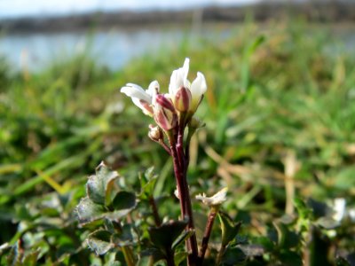 20140302Cardamine_hirsuta2