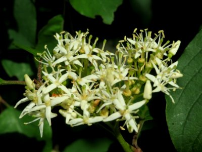 20140511Cornus_sanguinea1