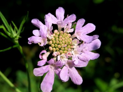20140723Scabiosa_columbaria2