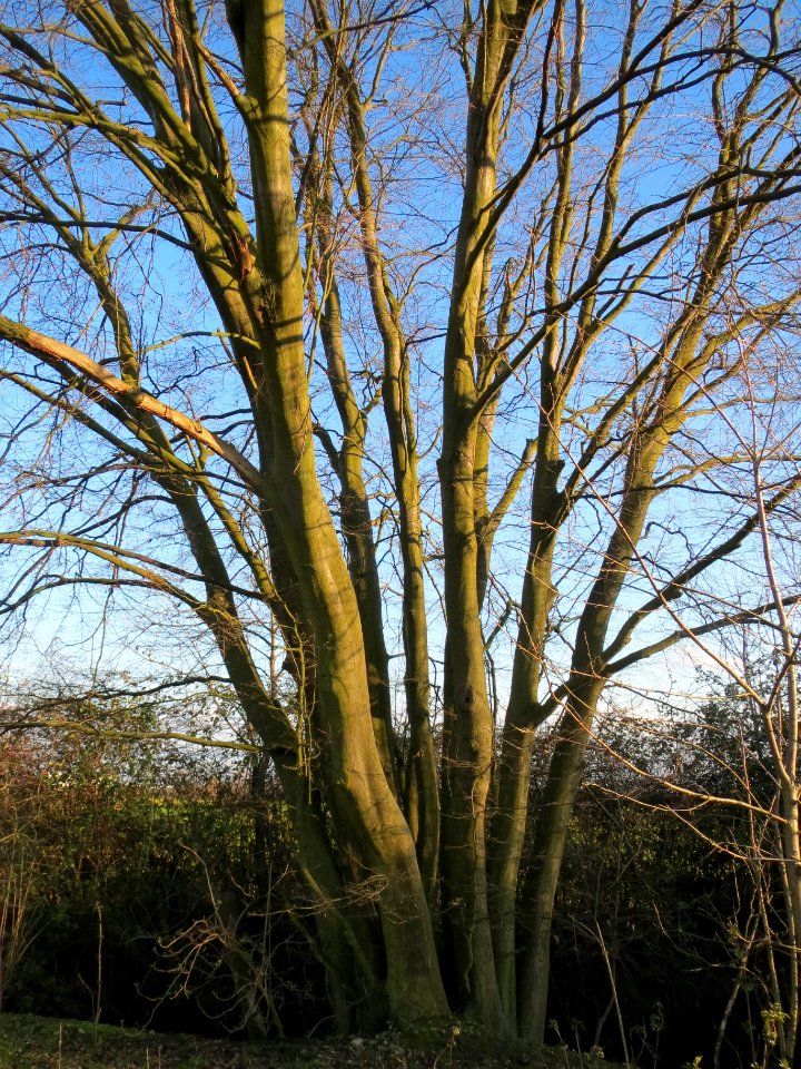 20140302Carpinus_betulus2