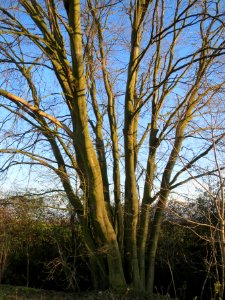 20140302Carpinus_betulus2