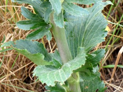 20140705Eryngium_planum2