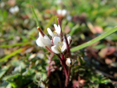 20140302Cardamine_hirsuta1