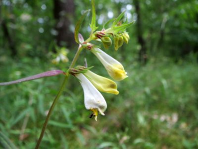 20140704Melampyrum_pratense