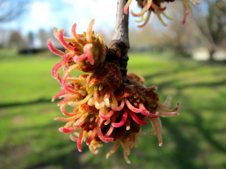 20140302Acer_saccharinum2