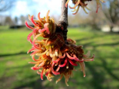 20140302Acer_saccharinum2