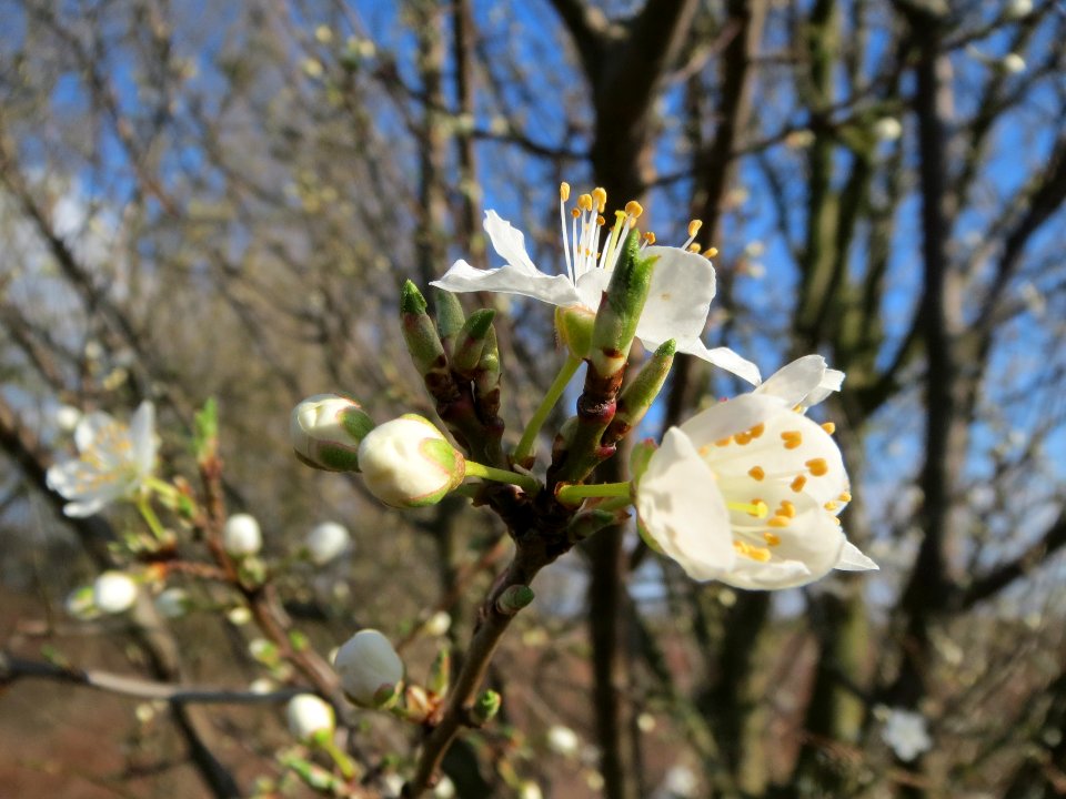 20140302Prunus_spinosa1