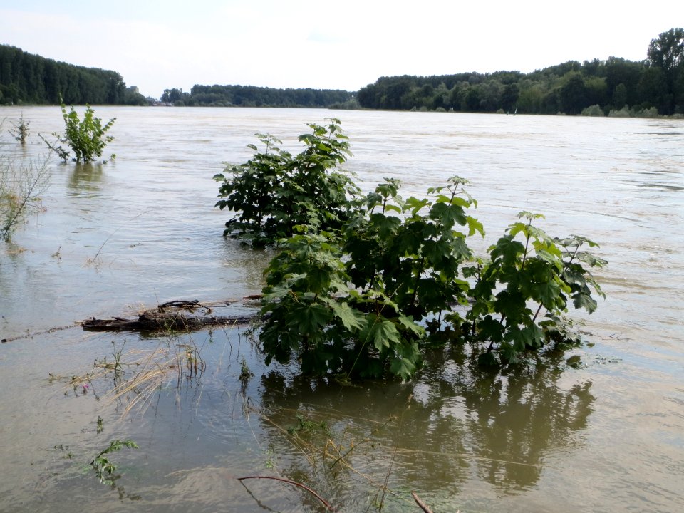 20140724Hochwasser_Altlussheim12