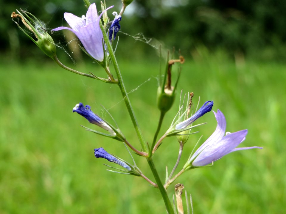 20140704Campanula_rapunculus