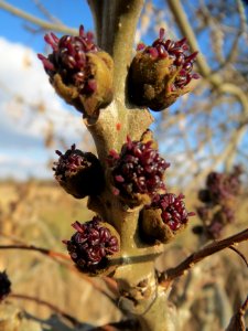 20140302Fraxinus_excelsior1