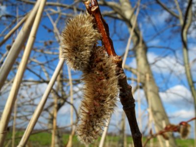 20140302Populus_tremula4
