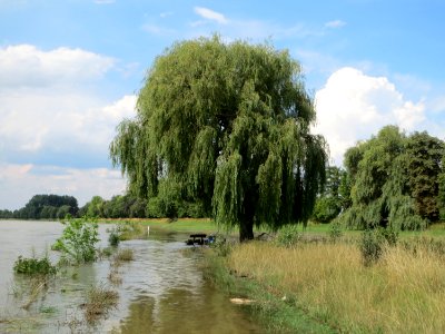 20140724Hochwasser_Altlussheim06