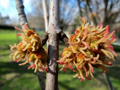 20140302Acer_saccharinum3