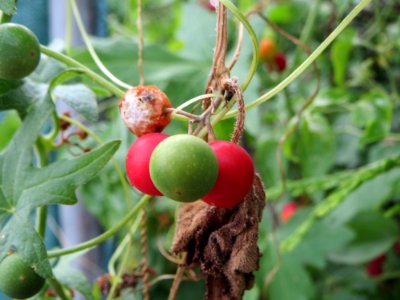 20140704Bryonia_dioica1