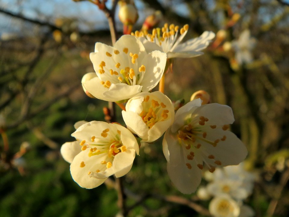 20140302Prunus_cerasifera_Hockenheim6
