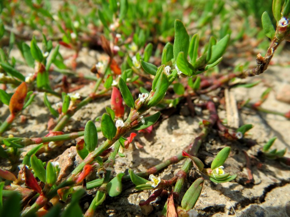 20140724Polygonum_aviculare2
