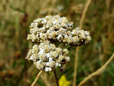 20140704Achillea_millefolium