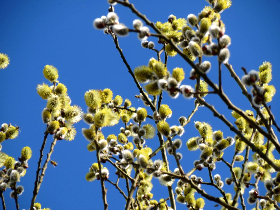 20140302Salix_caprea03