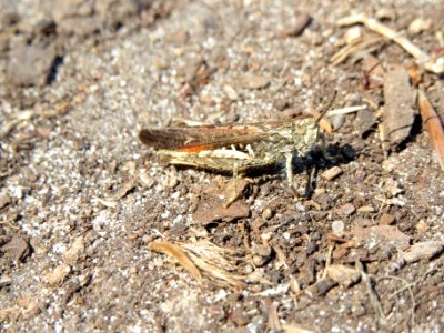 20140703Heuschrecke2