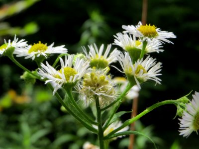 20140704Erigeron_annuus
