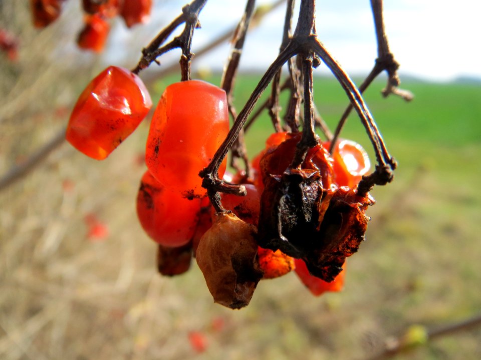 20140302Viburnum_opulus5