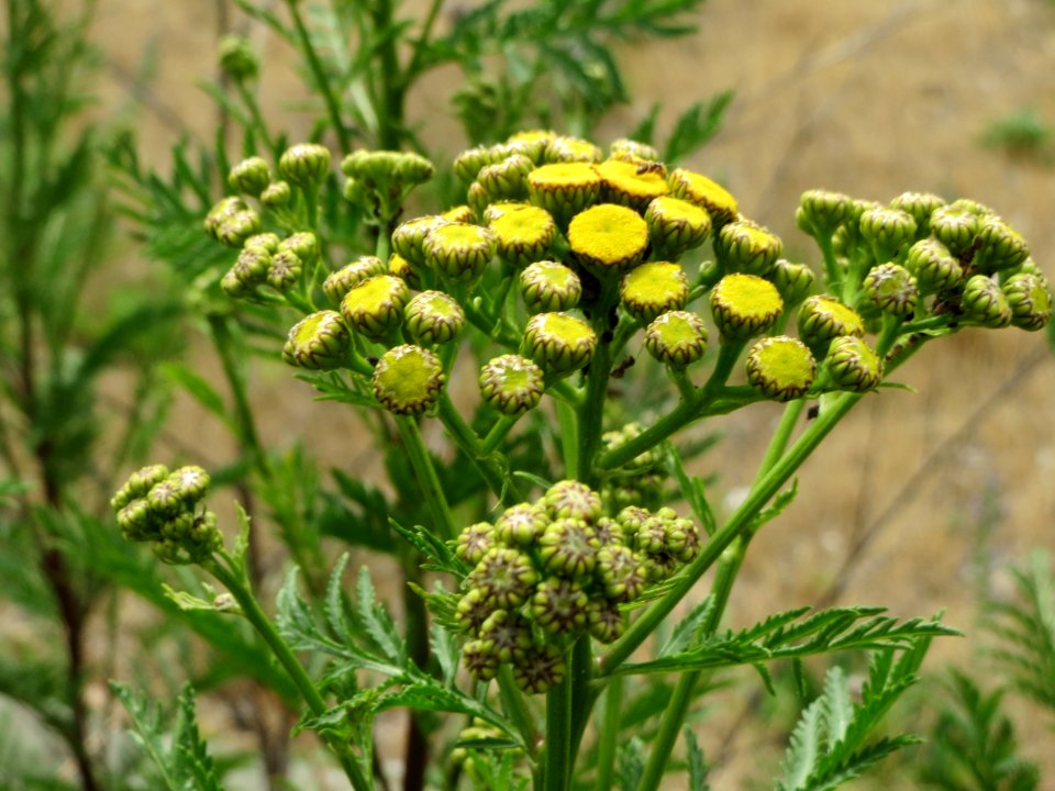 20140704Tanacetum_vulgare