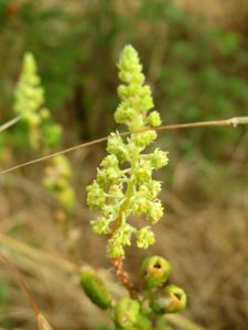 20140704Reseda_lutea2