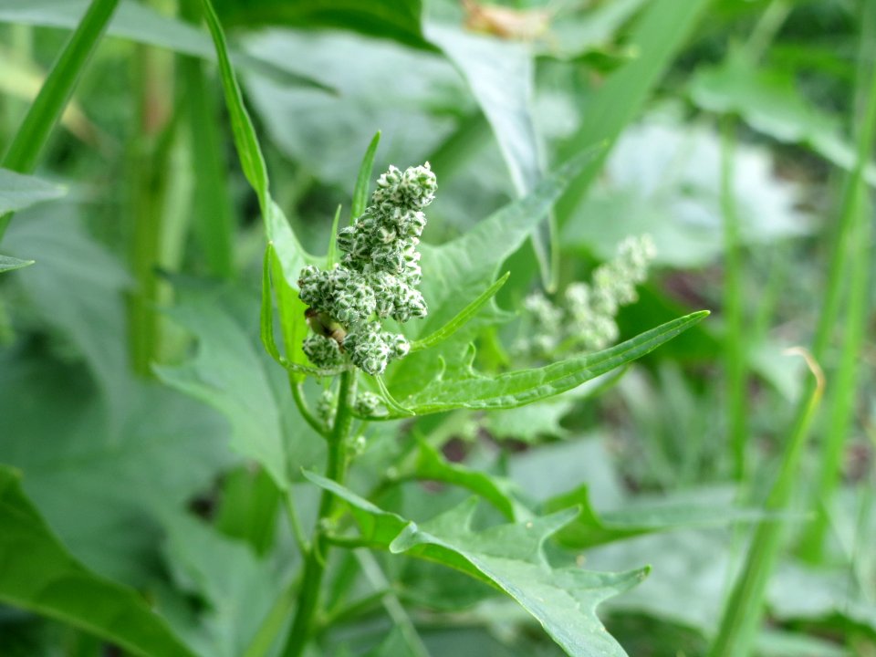 20140705Chenopodiastrum_hybridum5