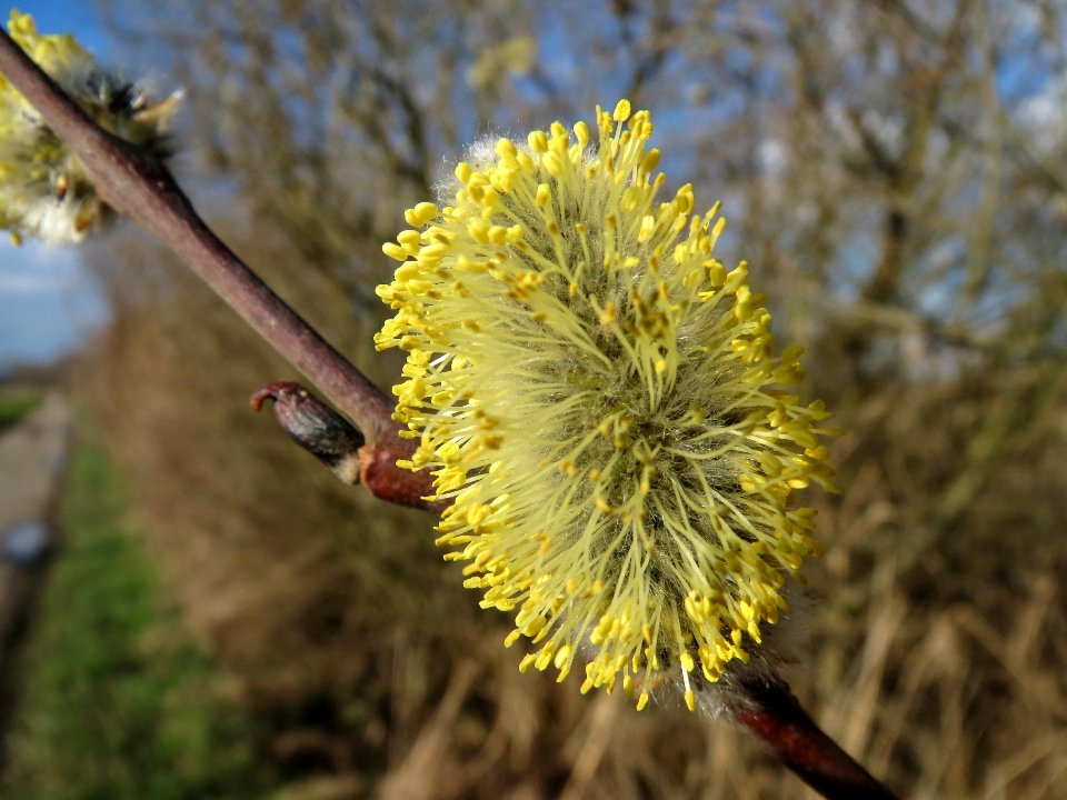 20140302Salix_caprea12