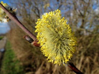 20140302Salix_caprea12