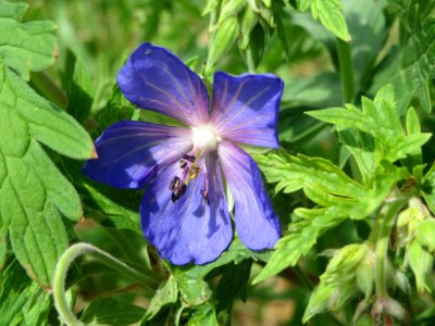 20140630Geranium_pratense2