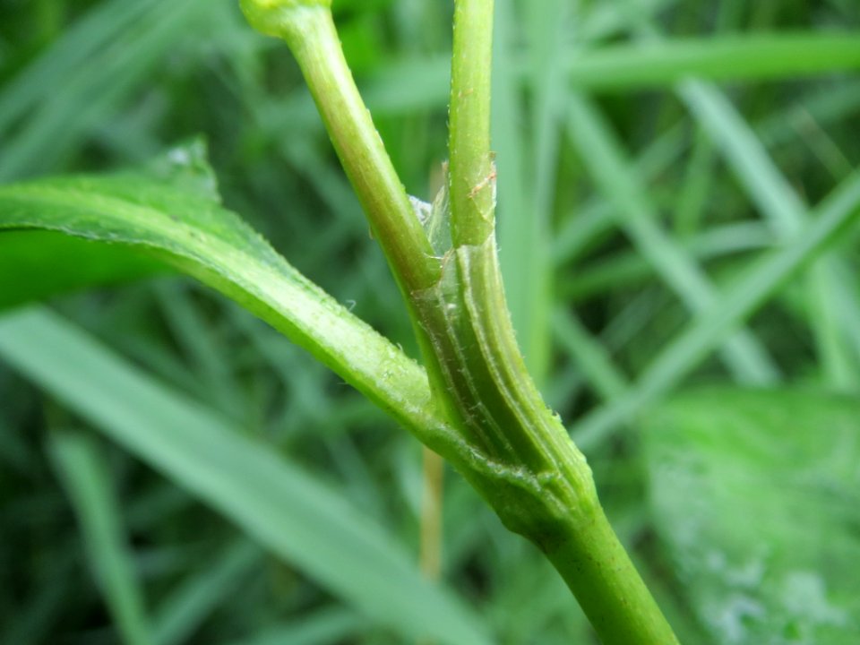 20140705Persicaria_lapathifolia1