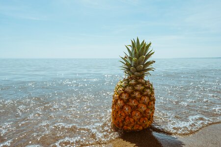 Ocean pineapple sea photo