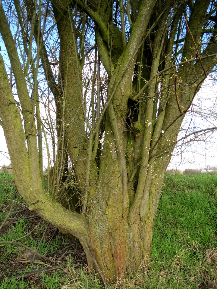 20140302Prunus_cerasifera_Hockenheimer_Rheinbogen2
