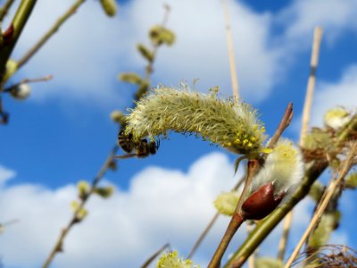 20140302Salix_caprea08
