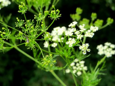 20140630Chaerophyllum_bulbosum