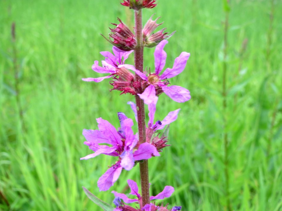 20140705Lythrum_salicaria2